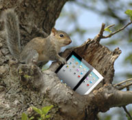 When Christmas approaches, visit the forest and you're sure to find a few of these puppies in old stumps and under leaves, as the squirrels forgot them there.